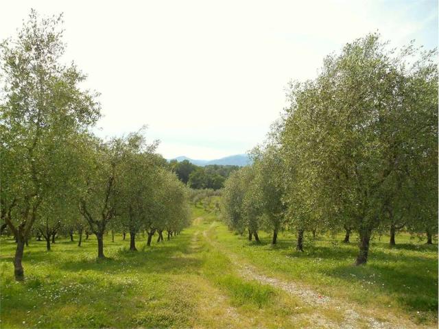 Terreno in vendita a Camigliano Santa Gemma, Capannori