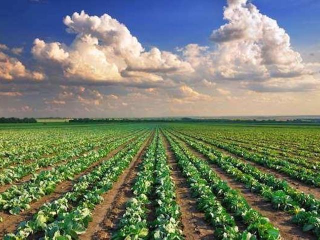 Terreno in vendita a Carraia, Capannori