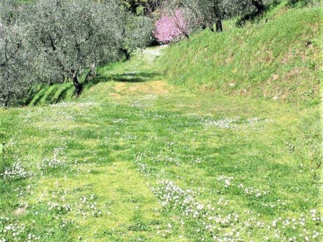 Terreno in vendita a Sant'Andrea di Compito, Capannori