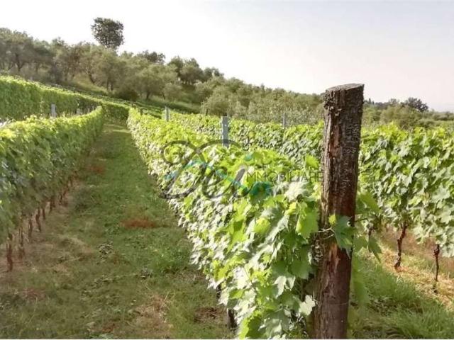 Terreno in vendita a Capannori, Toscana