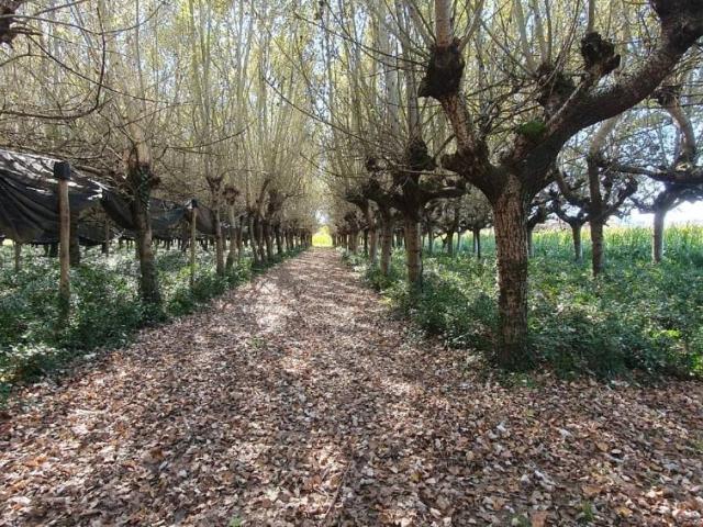 Terreno in vendita a Capannori, Lucca