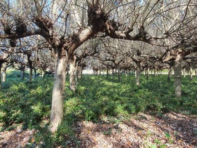 Terreno in vendita a Capannori, Toscana