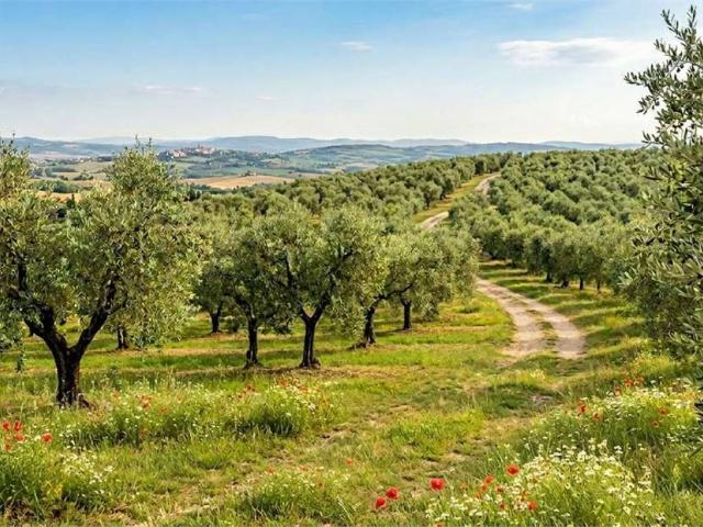 Terreno in vendita a Capannori, Toscana