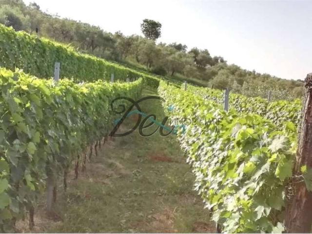 Terreno in vendita a Capannori, Lucca