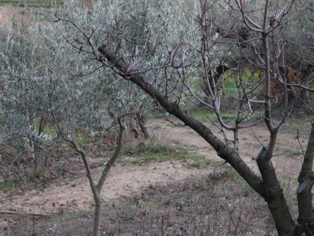Terreno in vendita a Spoltore, Abruzzo