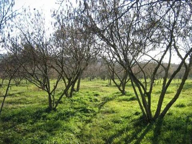 Terreno in vendita a Capranica, Lazio
