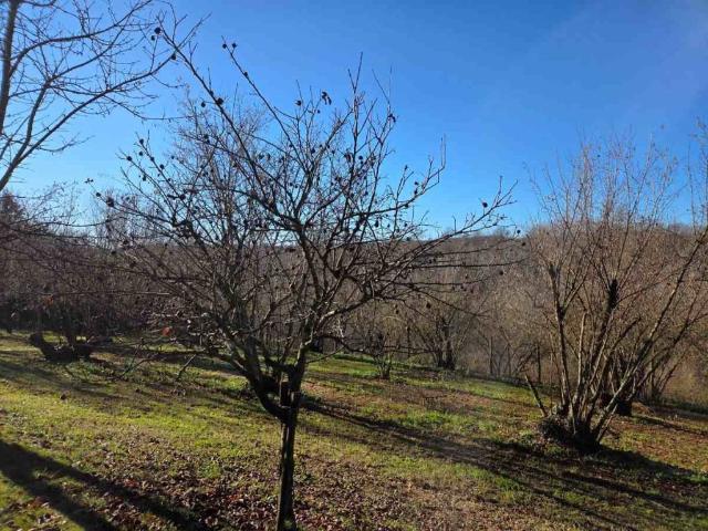 Terreno in vendita a Capranica, Lazio