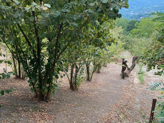 Terreno in vendita a San Felice, Capriglia Irpina