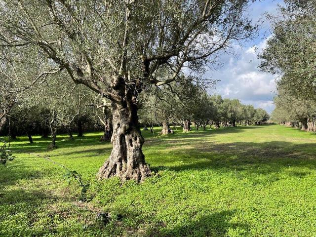 Terreno in vendita a Capua, Campania