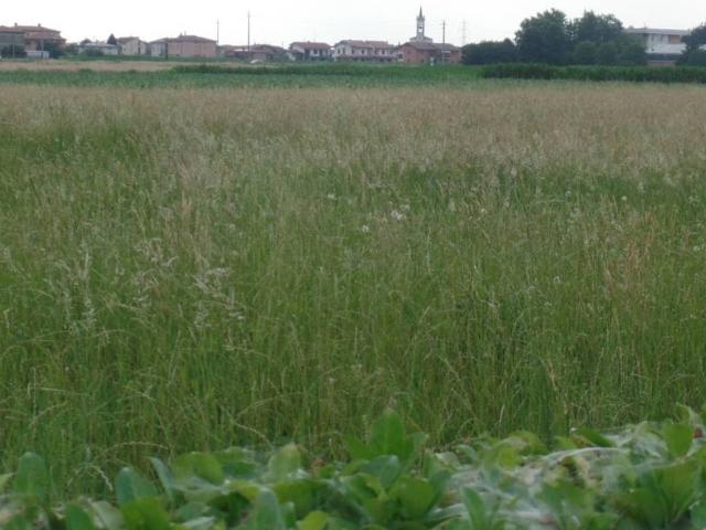 Terreno in vendita a Carbonera, Veneto