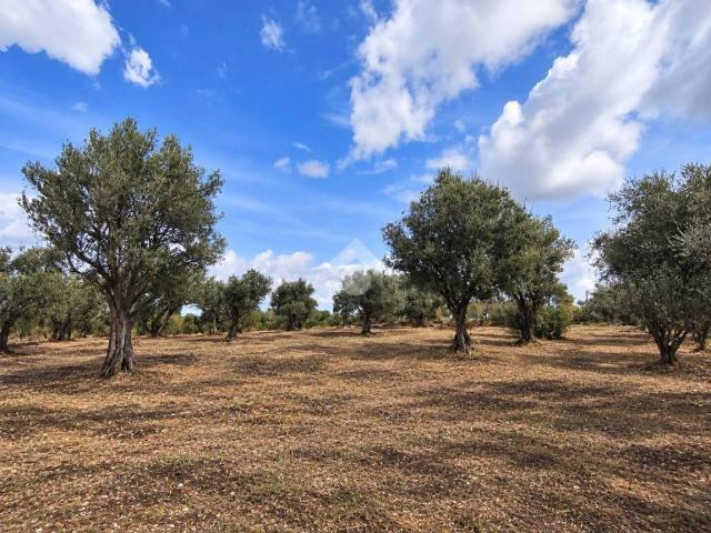 Terreno in vendita a Villagrazia di Carini, Carini