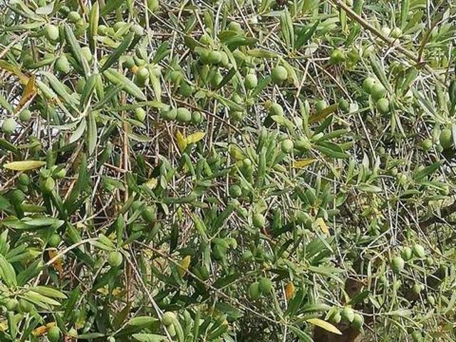 Terreno in vendita a Carinola, Campania