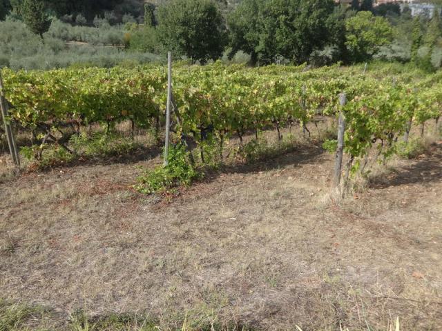 Terreno in vendita a I Renacci, Carmignano