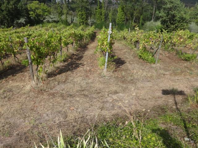 Terreno in vendita a I Renacci, Carmignano