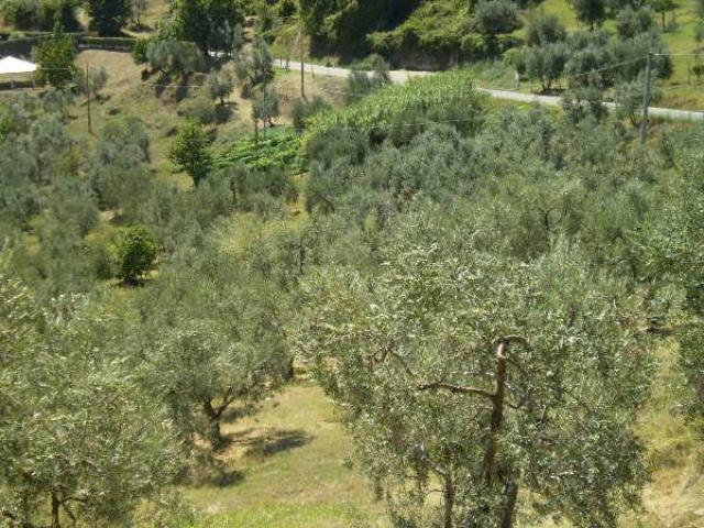 Terreno in vendita a Carmignano