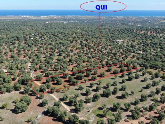 Terreno in vendita a Puglia, Brindisi