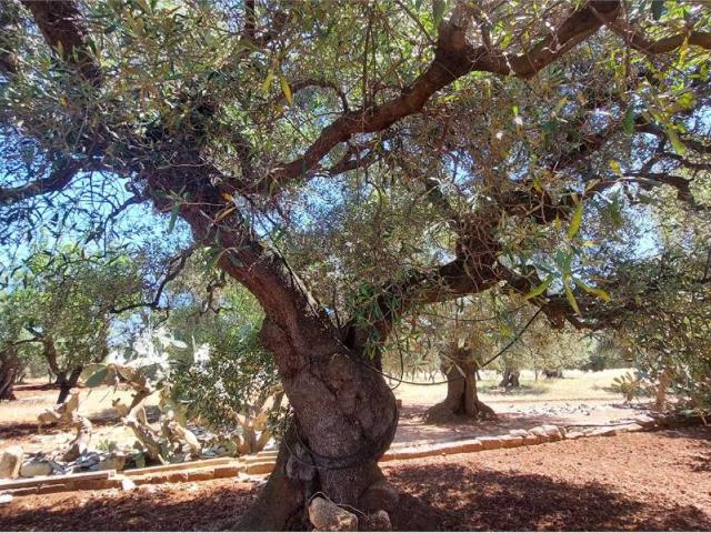 Terreno in vendita a Puglia, Brindisi