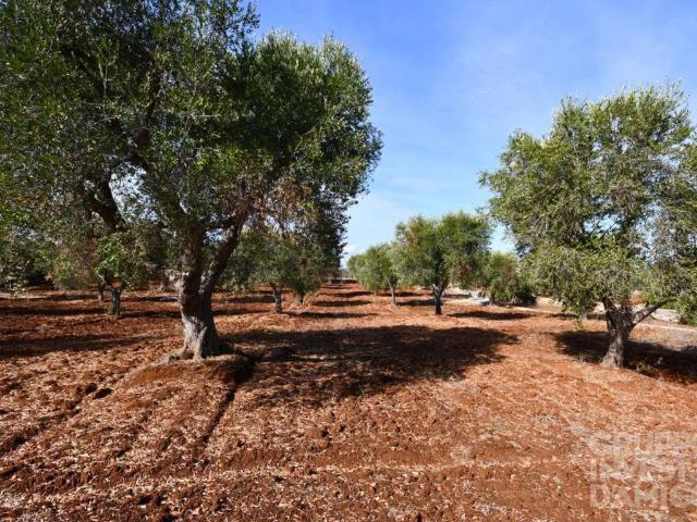Terreno in vendita a Puglia, Brindisi