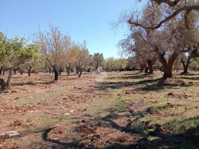 Terreno in vendita a Puglia, Brindisi