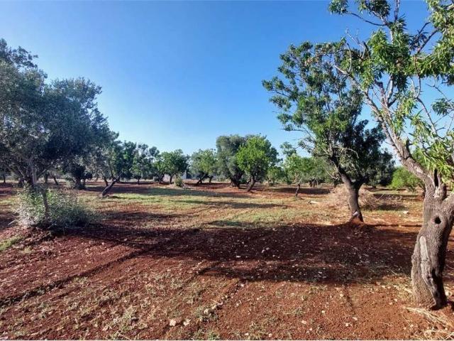Terreno in vendita a Puglia, Brindisi