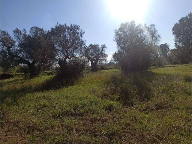 Terreno in vendita a Puglia, Brindisi