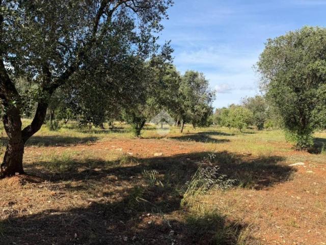 Terreno in vendita a Puglia, Brindisi