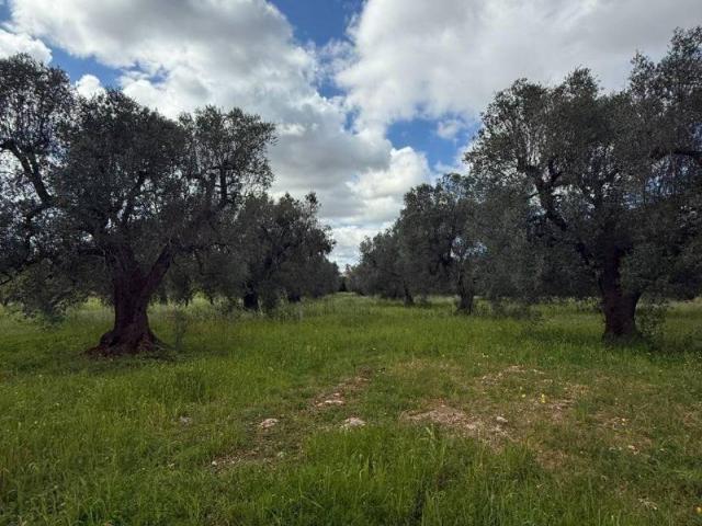 Terreno in vendita a Contrada Spierti, Puglia