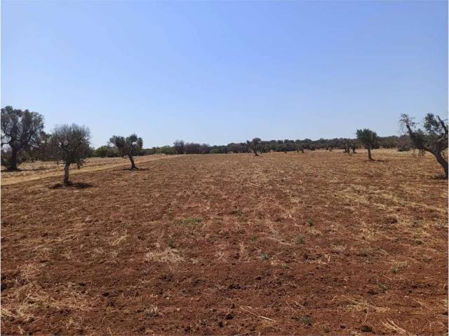 Terreno in vendita a Puglia, Brindisi