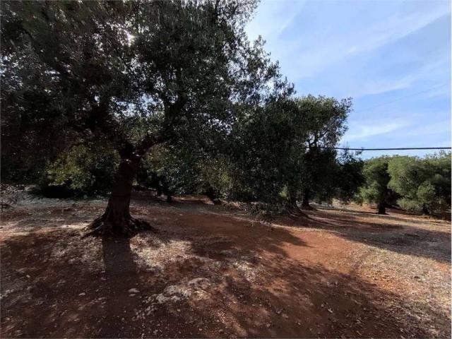 Terreno in vendita a Puglia, Brindisi