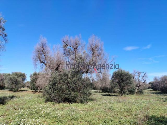 Terreno in vendita a Puglia, Brindisi