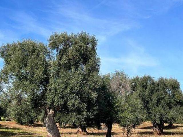Terreno in vendita a Puglia, Brindisi