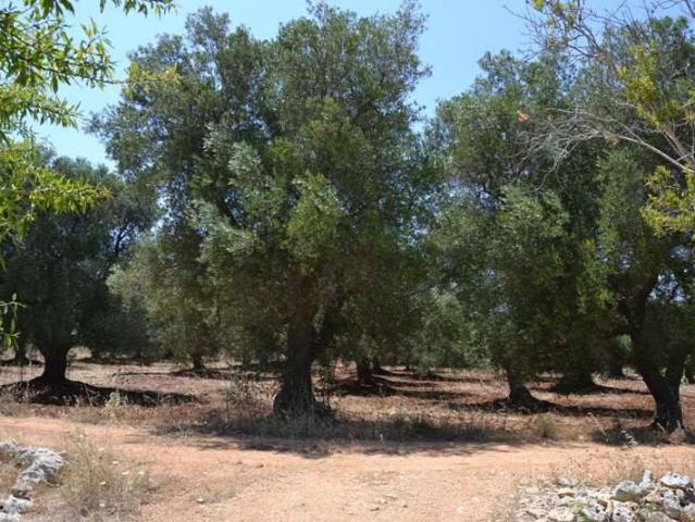 Terreno in vendita a Puglia, Brindisi
