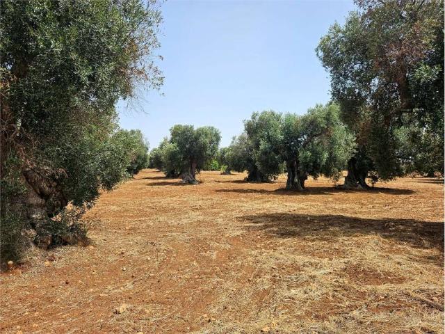 Terreno in vendita a Puglia, Brindisi