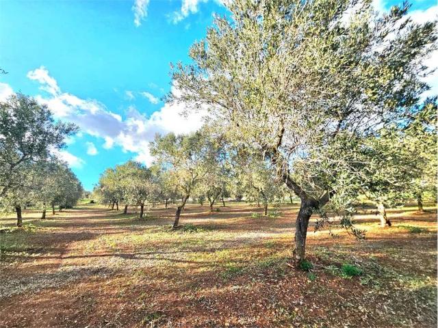 Terreno in vendita a Puglia, Brindisi