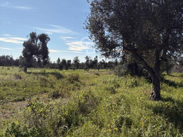 Terreno in vendita a Puglia, Brindisi