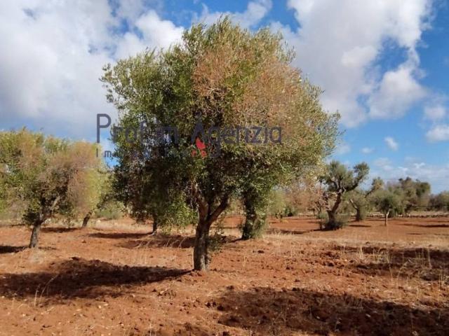 Terreno in vendita a Puglia, Brindisi
