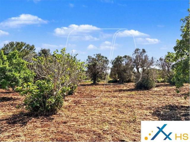 Terreno in vendita a Contrada Spierti, Puglia
