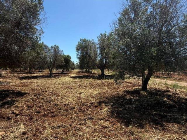 Terreno in vendita a Puglia, Brindisi