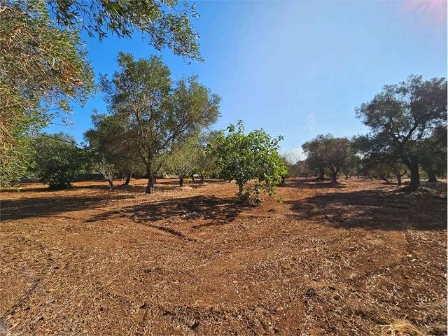 Terreno in vendita a Puglia, Brindisi