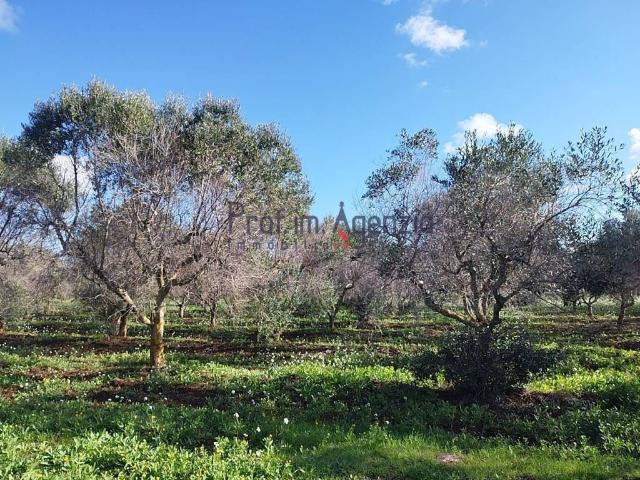 Terreno in vendita a Puglia, Brindisi