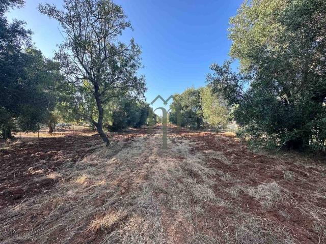 Terreno in vendita a Contrada Spierti, Puglia