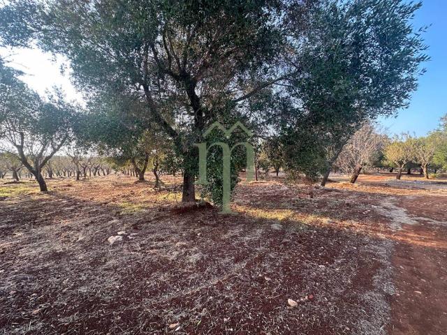 Terreno in vendita a Puglia, Brindisi