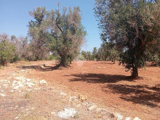 Terreno in vendita a Puglia, Brindisi