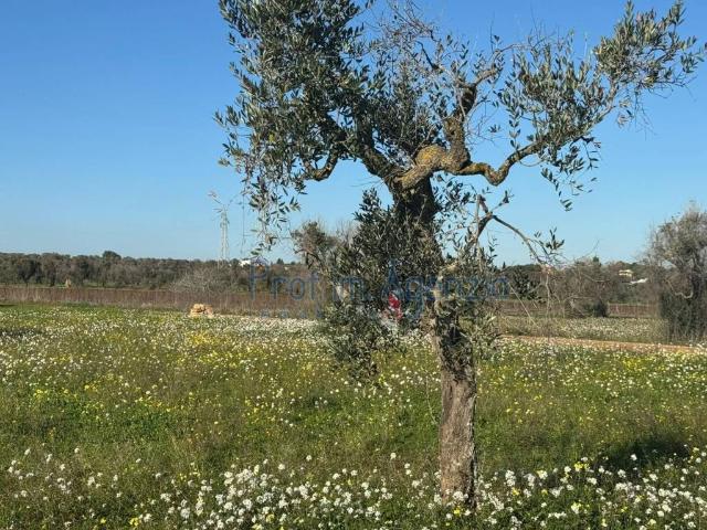 Terreno in vendita a Puglia, Brindisi