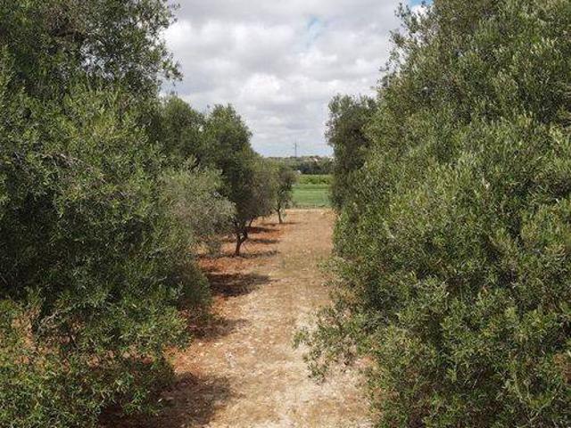 Terreno in vendita a Contrada Spierti, Puglia