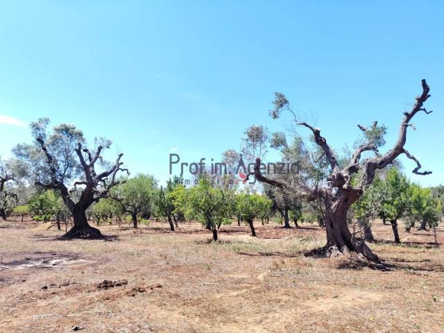 Terreno in vendita a Puglia, Brindisi