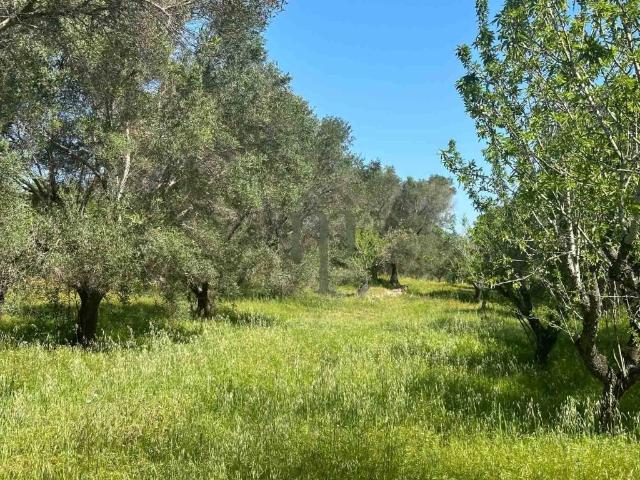 Terreno in vendita a Puglia, Brindisi