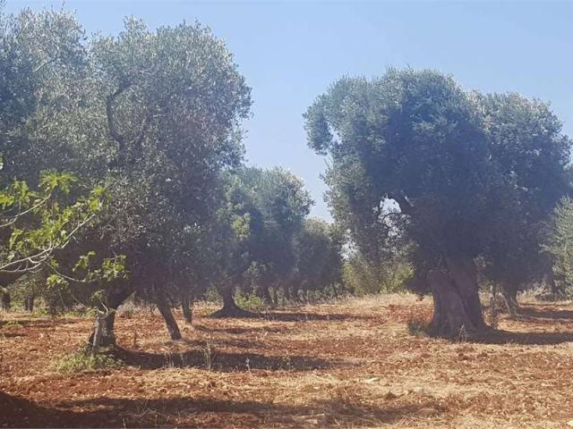 Terreno in vendita a Contrada Spierti, Puglia