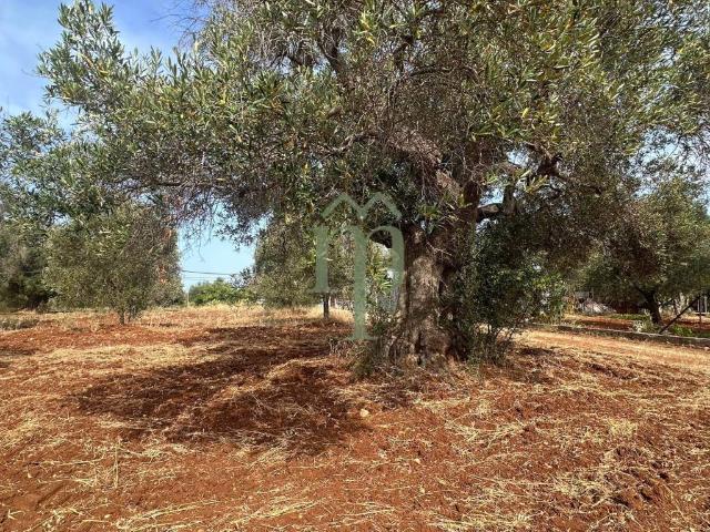 Terreno in vendita a Puglia, Brindisi