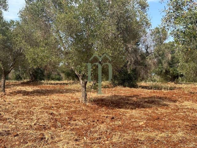 Terreno in vendita a Puglia, Brindisi